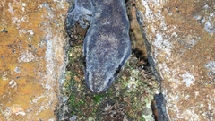 Dravidogecko