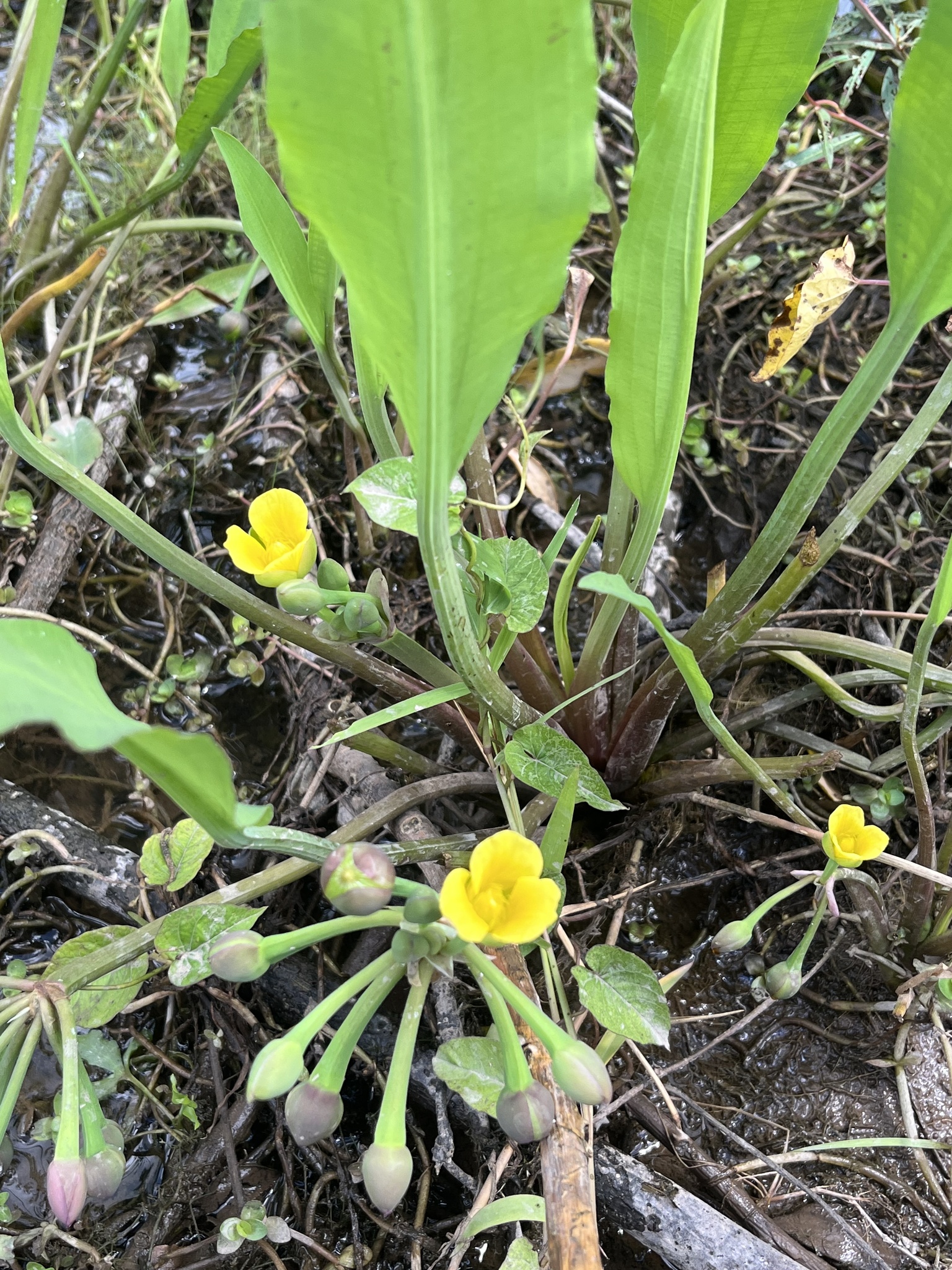 Limnocharis laforestii