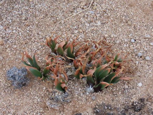 Fusifilum physodes