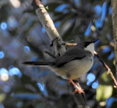 Apalis thoracica