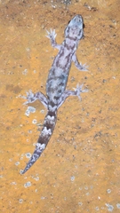 Dravidogecko