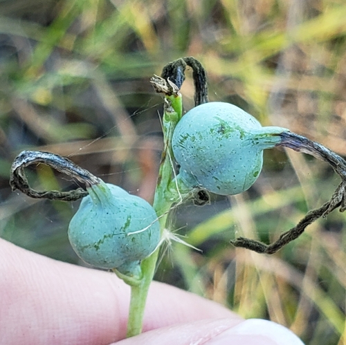Image of Manfreda virginica by (c) Stephan Eselgroth, some rights reserved (CC BY-SA)