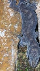 Dravidogecko