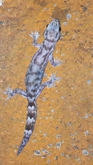 Dravidogecko