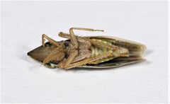 Draeculacephala constricta