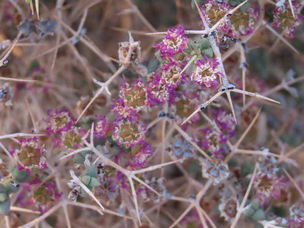 Ruschia divaricata
