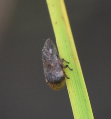 Lepyronia angulifera