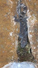 Dravidogecko