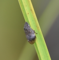 Lepyronia angulifera