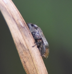 Lepyronia angulifera