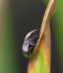 Lepyronia angulifera