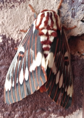 Citheronia splendens