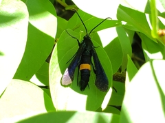 Synanthedon exitiosa