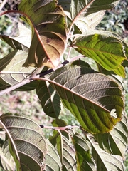 Frangula sphaerosperma