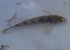 Gobiomorphus cotidianus