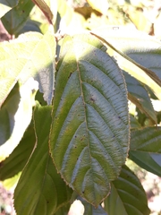 Frangula sphaerosperma