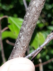 Frangula sphaerosperma