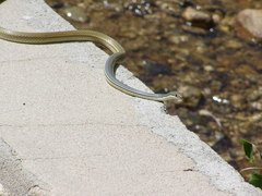 Masticophis bilineatus