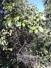 Frangula sphaerosperma