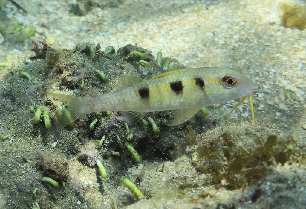 Photo of Spotted goatfish (Atlantic) (Pseudupeneus maculatus)