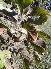 Frangula sphaerosperma