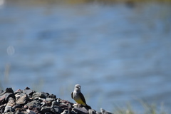 Tyrannus verticalis