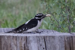 Dryobates villosus orius