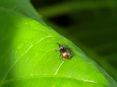 Anthonomus suturalis