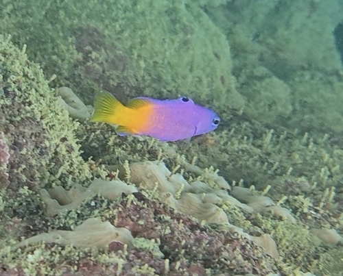 Brazilian basslet (Gramma brasiliensis) — Grammatidae — 4