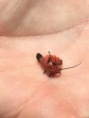 Chauliognathus lecontei