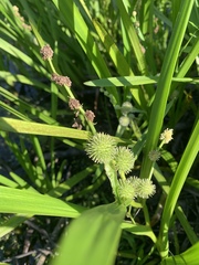 Sparganium eurycarpum