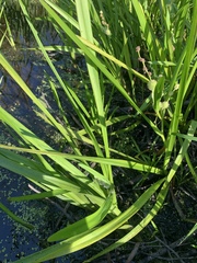 Sparganium eurycarpum