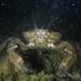 Velvet Swimming Crab