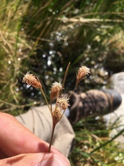 Fimbristylis thermalis