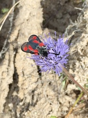 Zygaena sarpedon