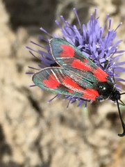 Zygaena sarpedon