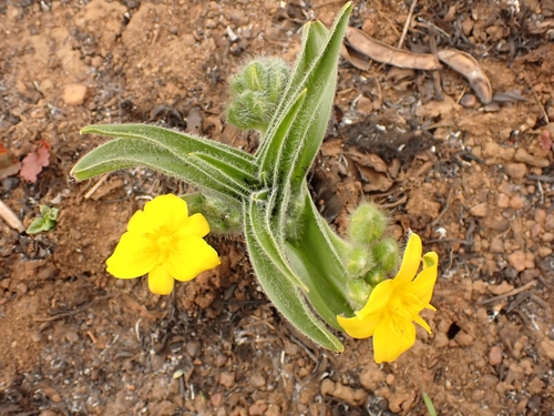 Hypoxis hemerocallidea (Hypoxis hemerocallidea)