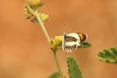 Colotis daira jacksoni