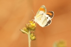 Colotis daira jacksoni