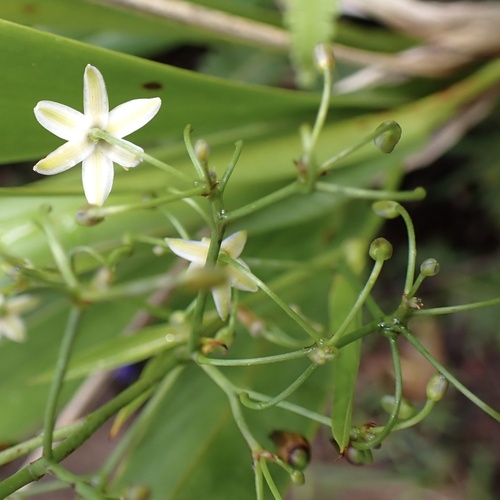 Image of Dianella sandwicensis by (c) Thomas Irvine, some rights reserved (CC BY)
