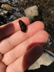 Juga plicifera