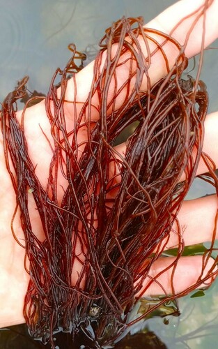 Gracilaria gracilis, 2024-10-04