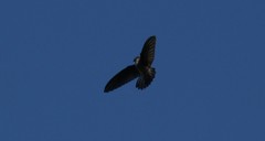 Aerodramus spodiopygius