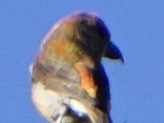 Loxia sinesciuris