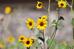 Helianthus