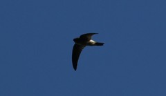 Aerodramus spodiopygius