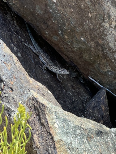 iNaturalist observation photo of Common Side-blotched Lizard