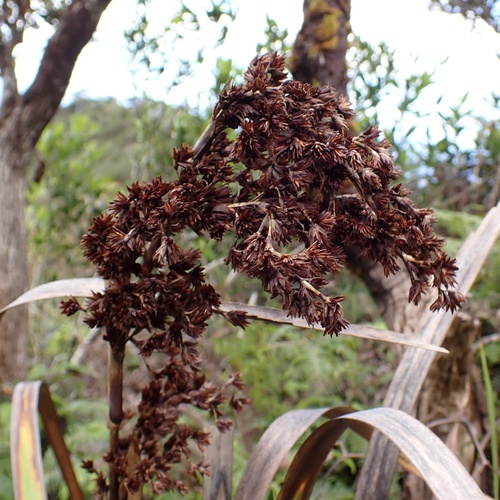 Image of Machaerina angustifolia by (c) Thomas Irvine, some rights reserved (CC BY)