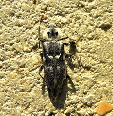 Hylotrupes bajulus