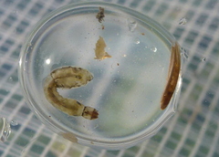 Austrosimulium